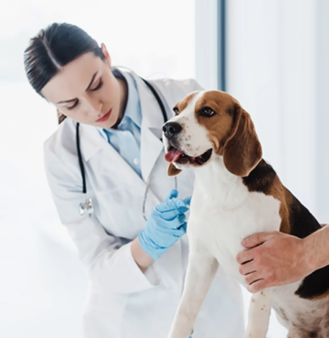 Çerkezköy Veteriner